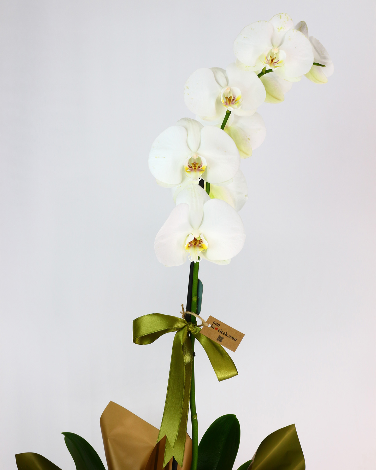 Kırmızı Kutuda Tek Dal Beyaz Orkide