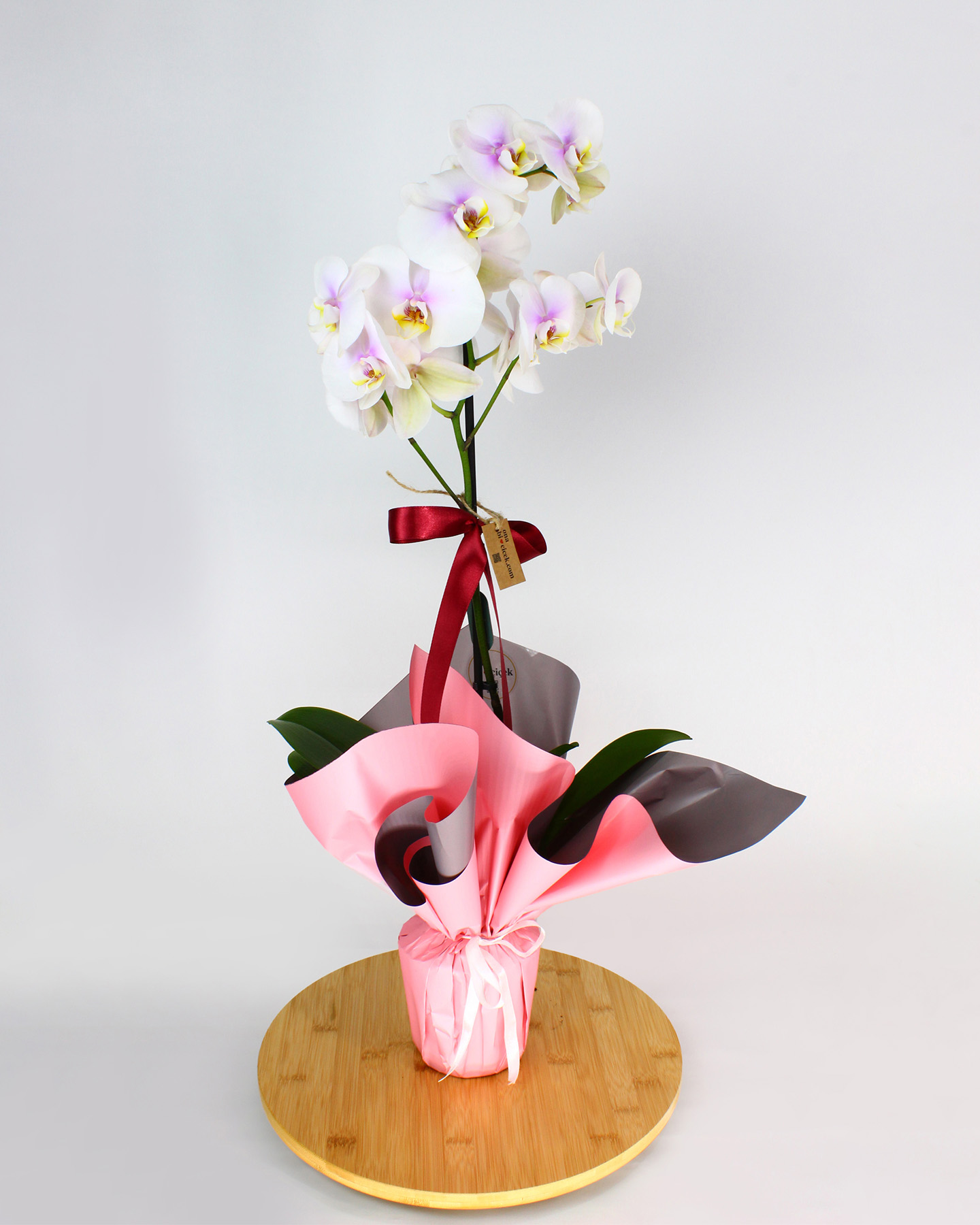 Tek Dal Renkli Orkide