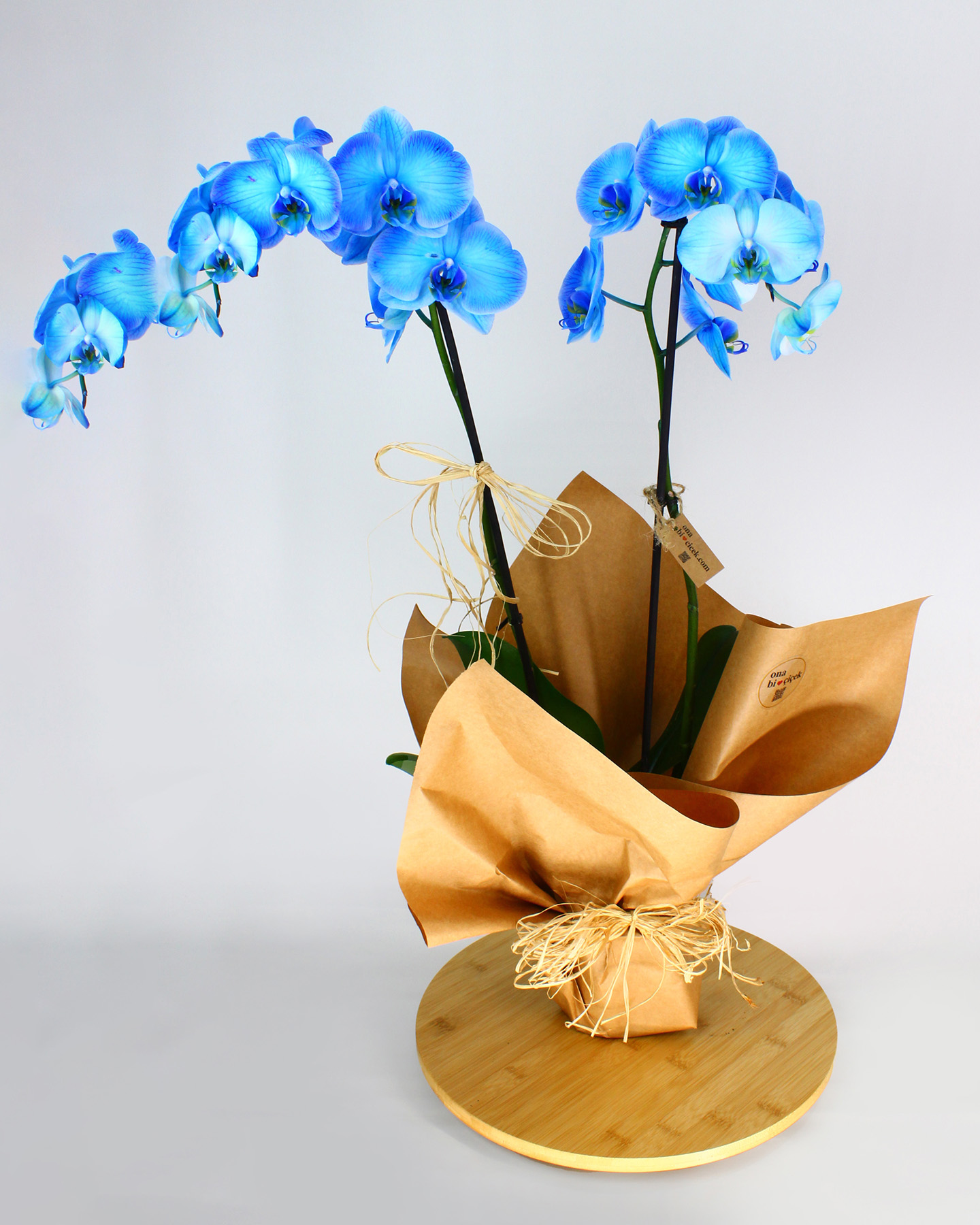 Çift Dal Mavi Orkide