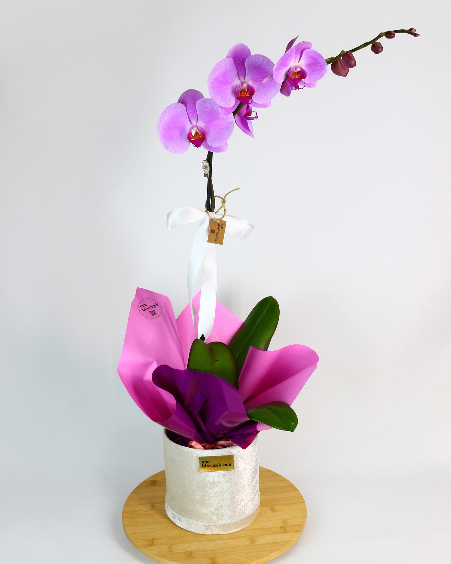 Beyaz Kadife Kutuda Premium Tek Dal Mor Orkide