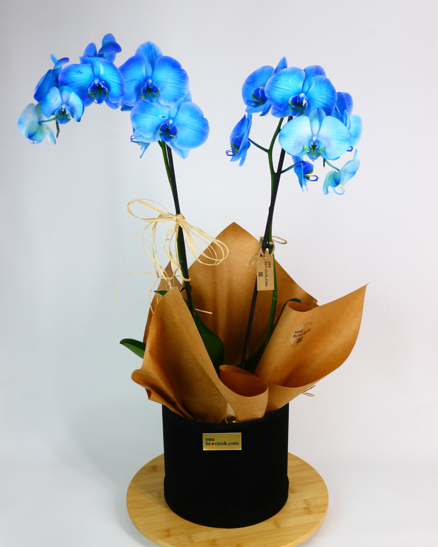 Siyah Kadife Kutuda Çift Dal Mavi Orkide