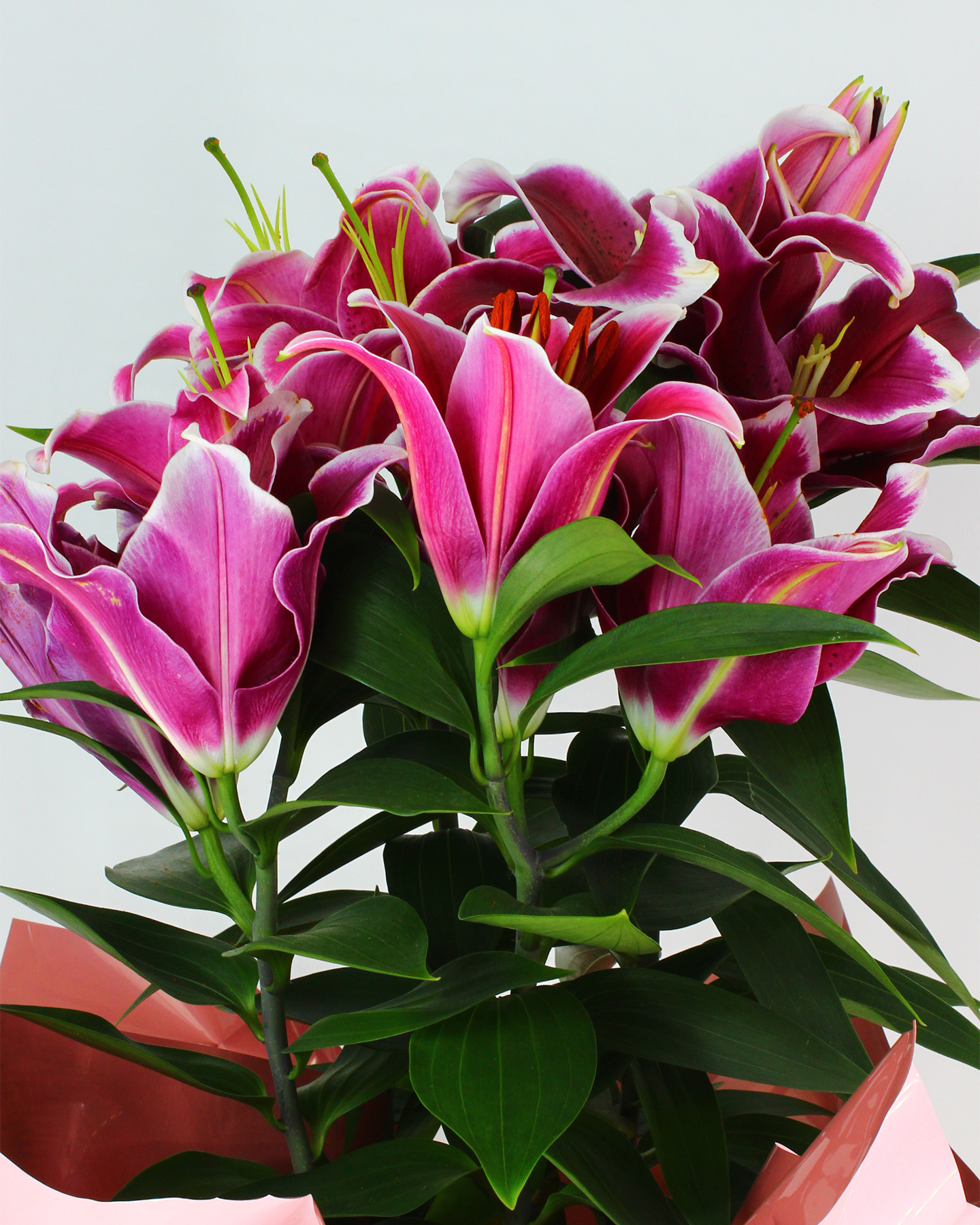 Pembe Lilyum Çiçeği