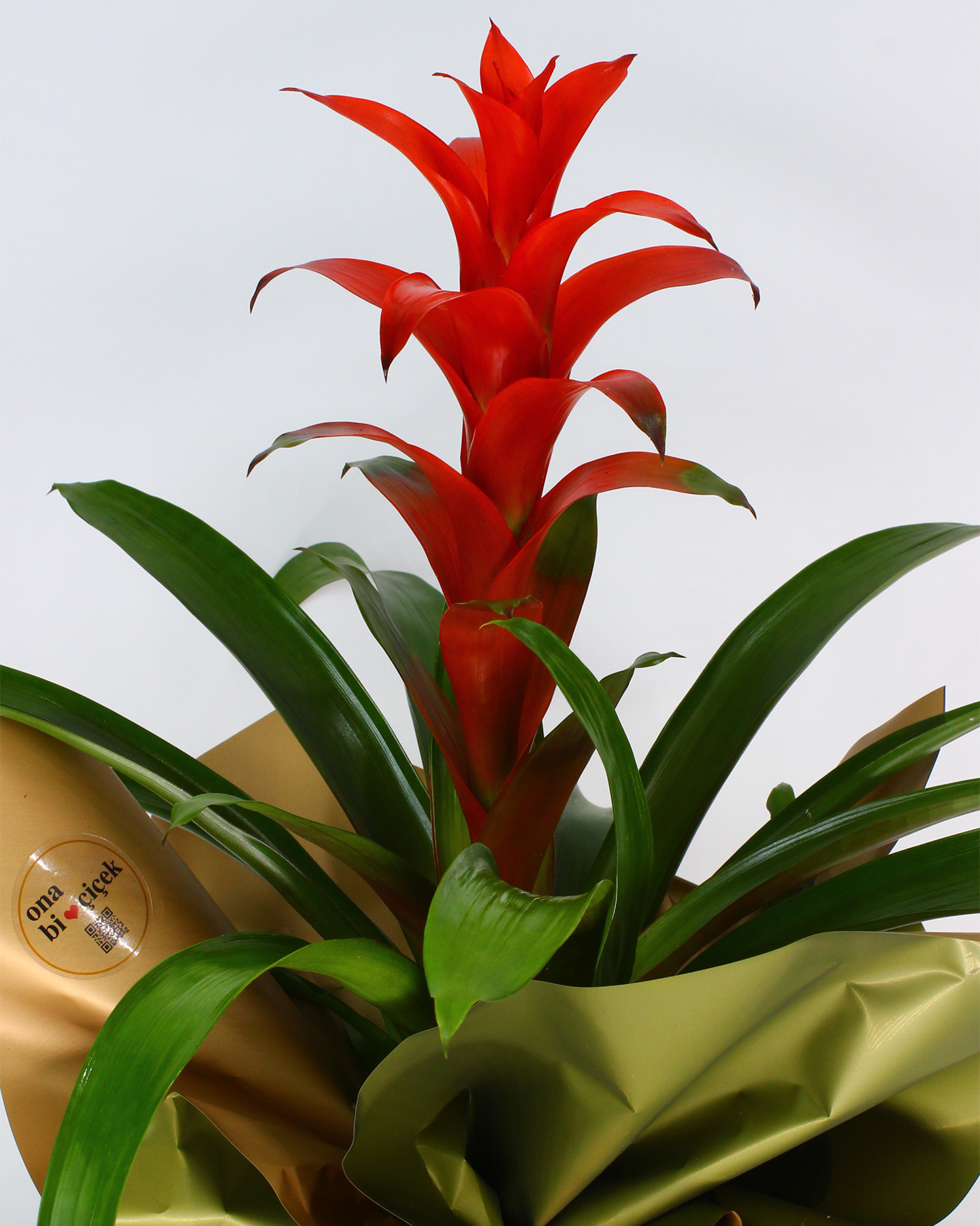 Kırmızı Guzmania Saksı Çiçeği