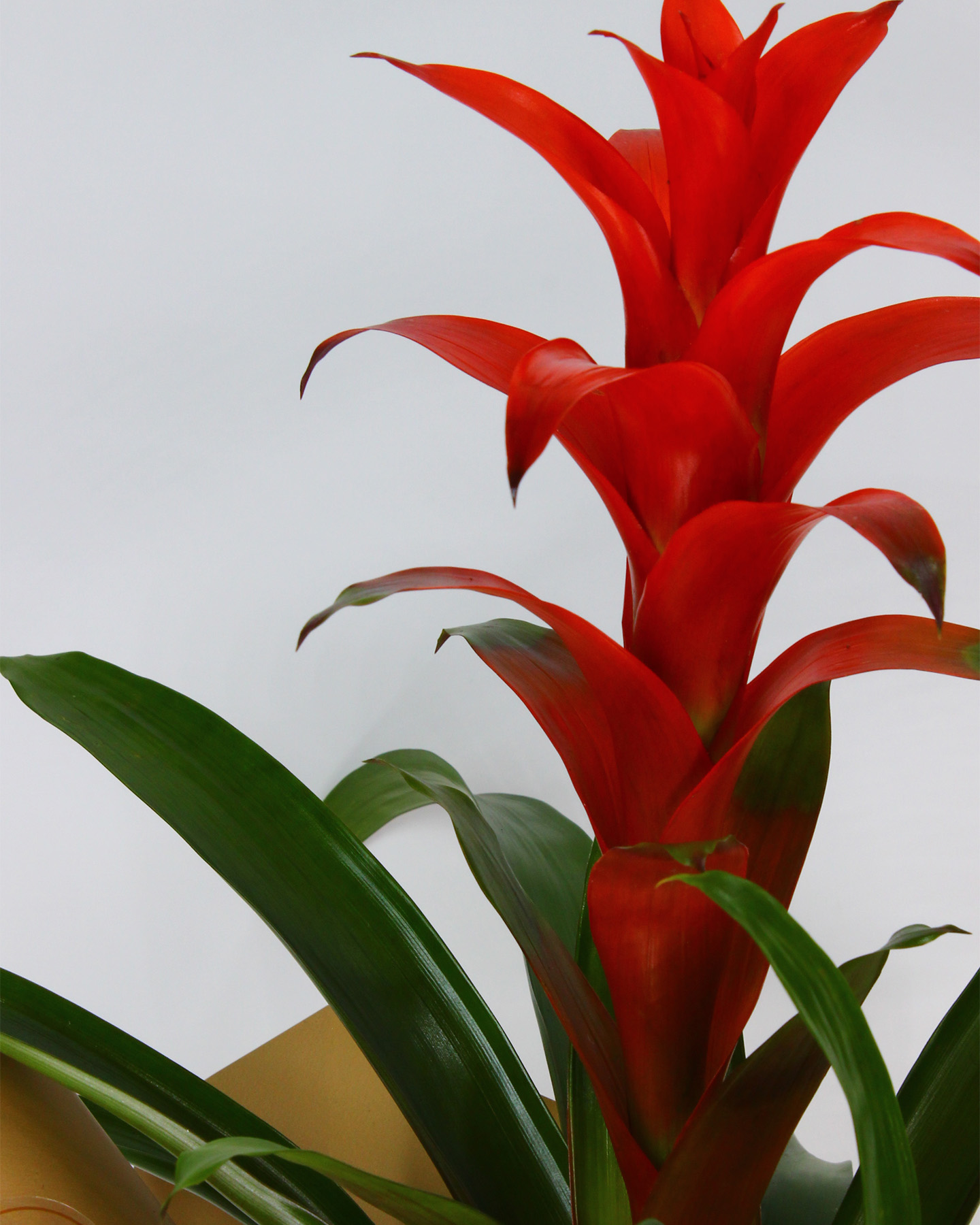 Kırmızı Guzmania Saksı Çiçeği