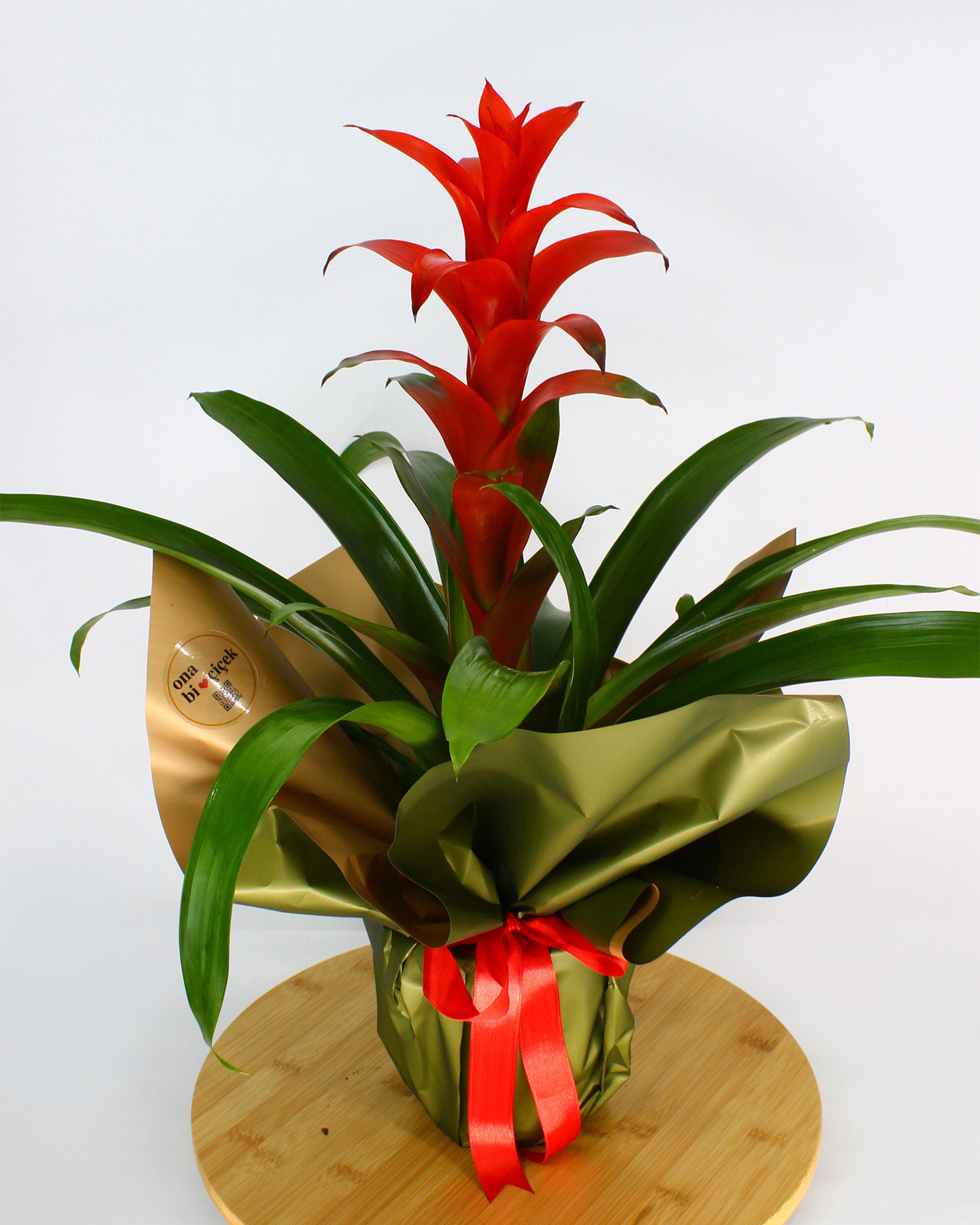 Kırmızı Guzmania Saksı Çiçeği