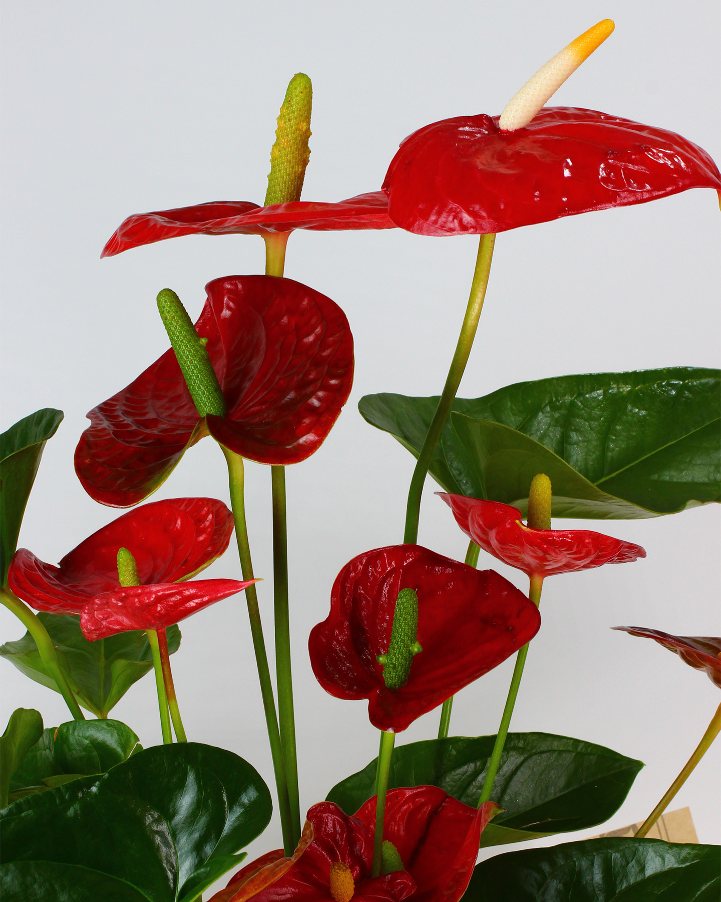 Kırmızı Antoryum Saksı Çiçeği