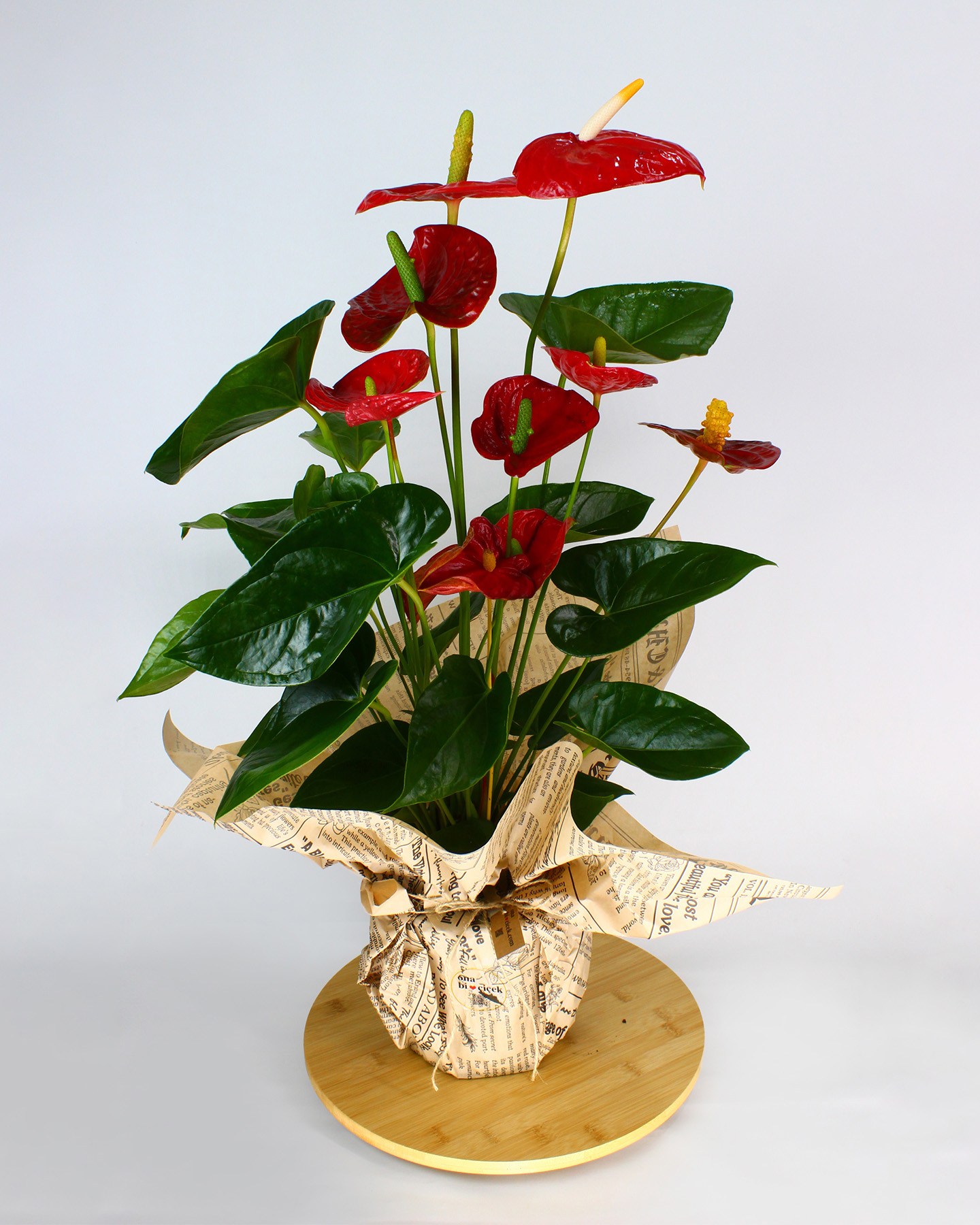 Kırmızı Antoryum Saksı Çiçeği