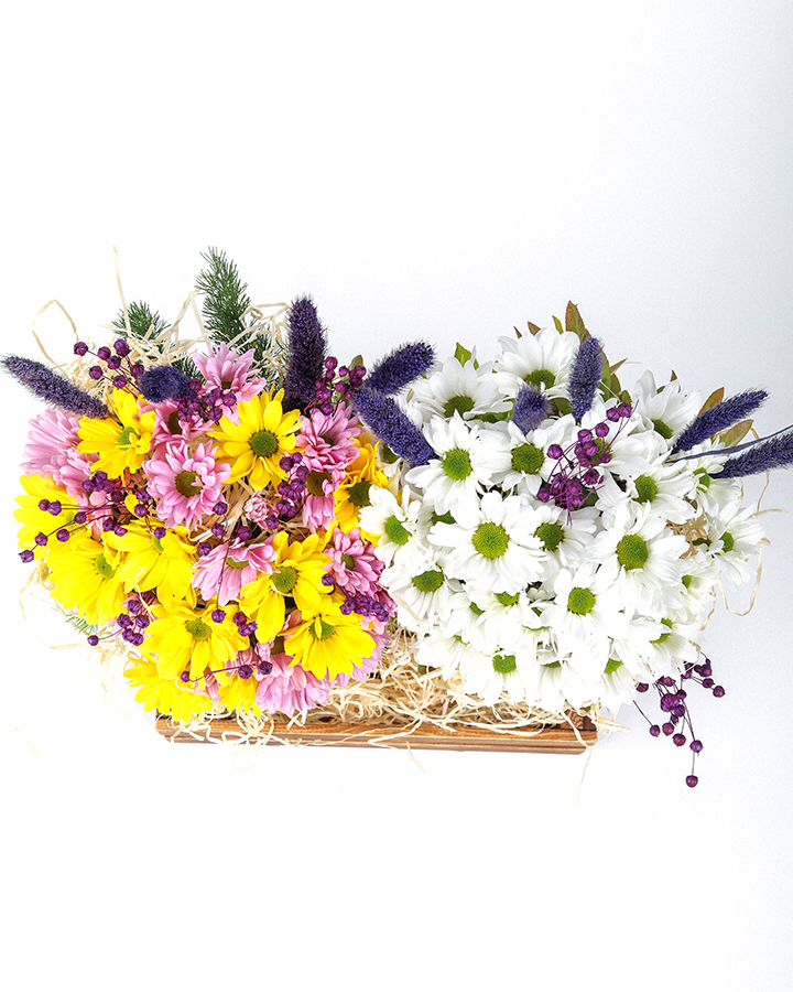 Sarı Ve Beyaz Papatya Coşkusu 